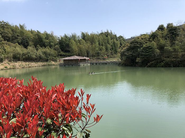 天湖白茶莊園景點坐忘亭.jpg 天湖白茶莊園景點坐忘亭.jpg