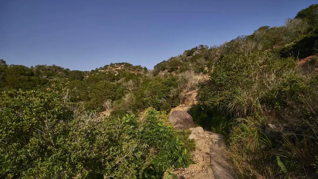 潮州單叢-四百嶺-一止茶 潮州單叢-四百嶺-一止茶