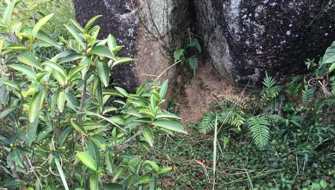 潮州單叢-四百嶺-一止茶 潮州單叢-四百嶺-一止茶