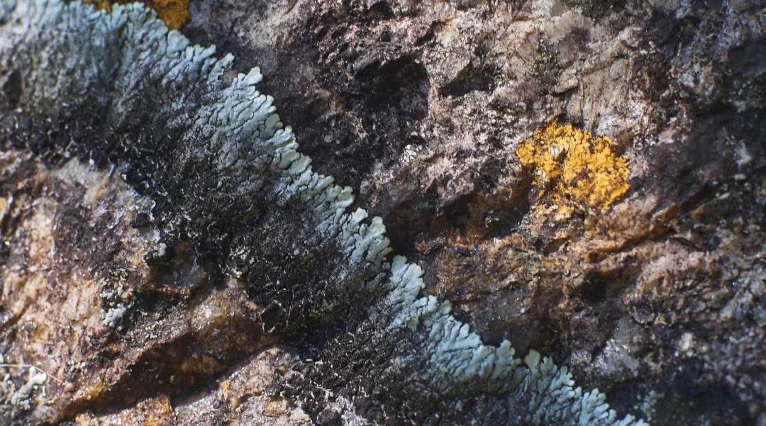 潮州單叢-四百嶺-一止茶