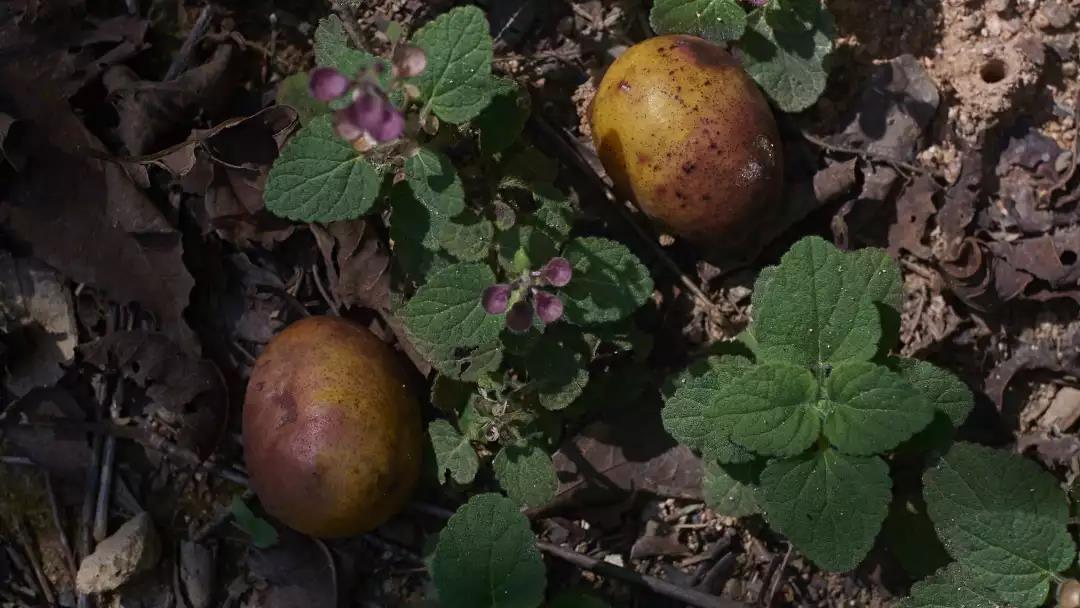 潮州單叢-四百嶺-一止茶 潮州單叢-四百嶺-一止茶